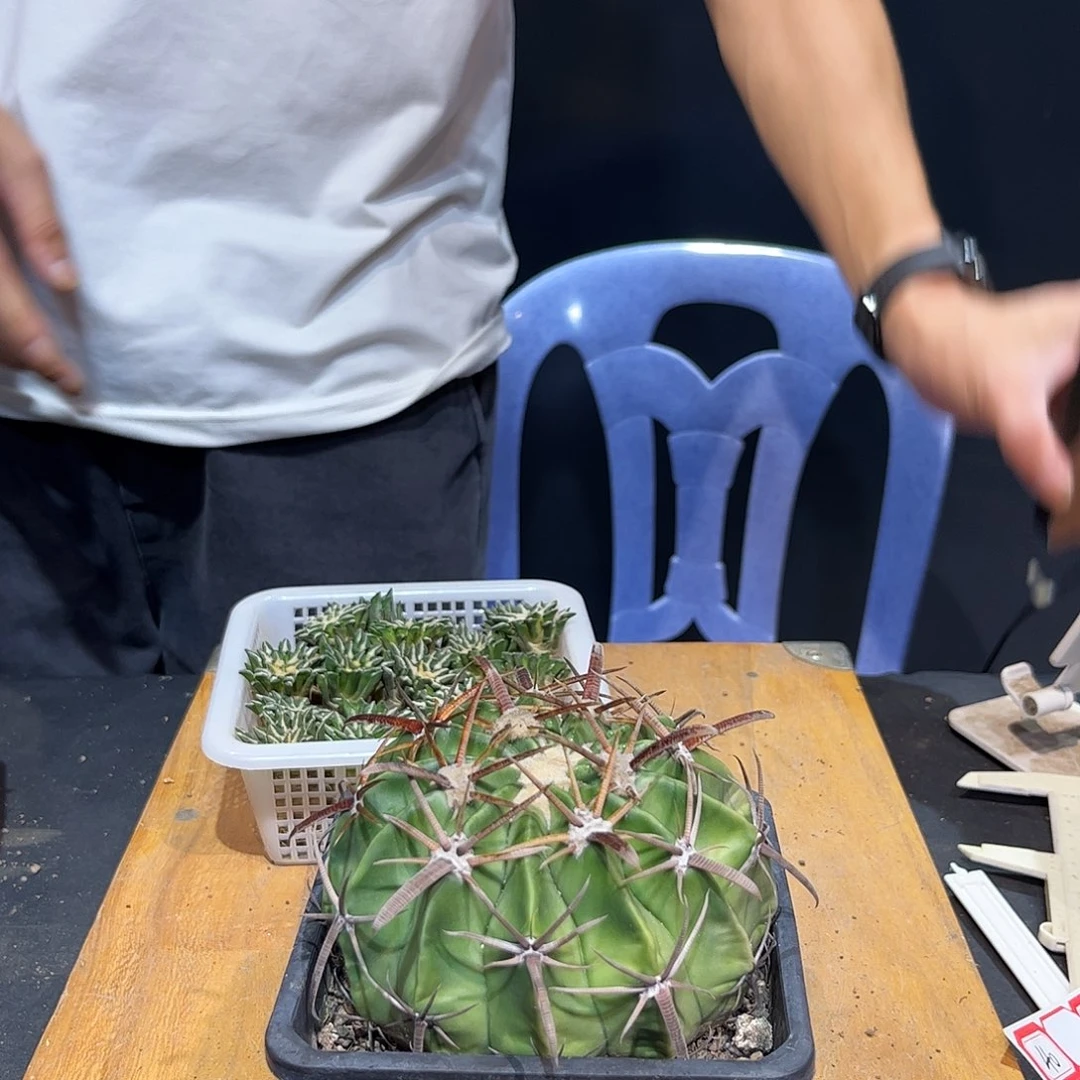 粥***Z自根黑牡丹粥58 1颗