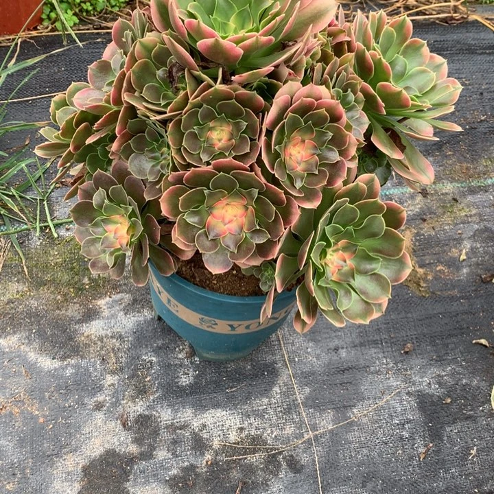 半***过183香妃多肉植物特价