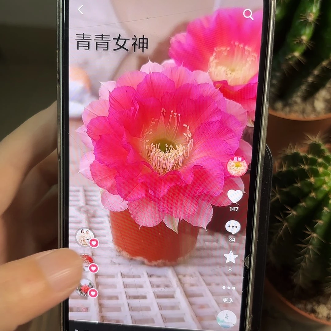 彩草青青女神6.5-7公分左右