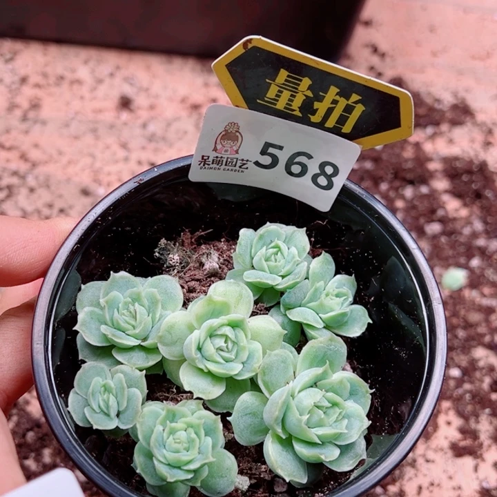 多肉植物多肉植物