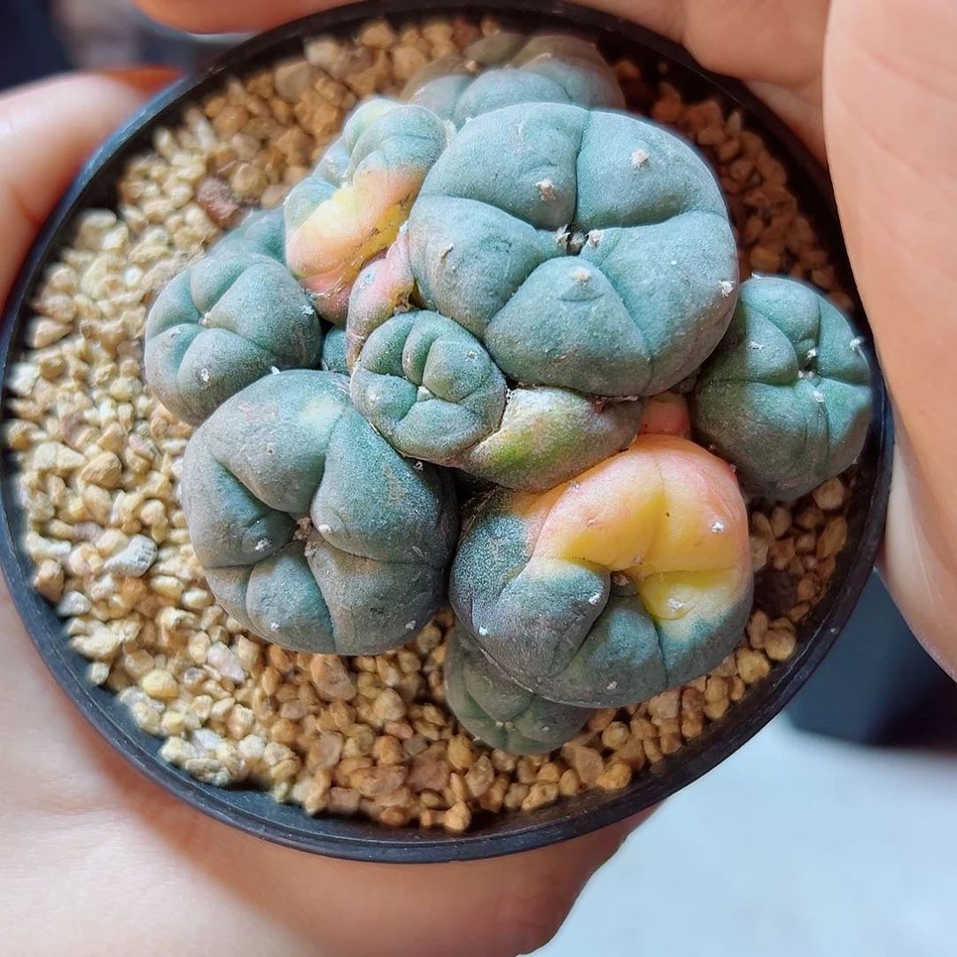 晚26号自根乌锦7.2公分