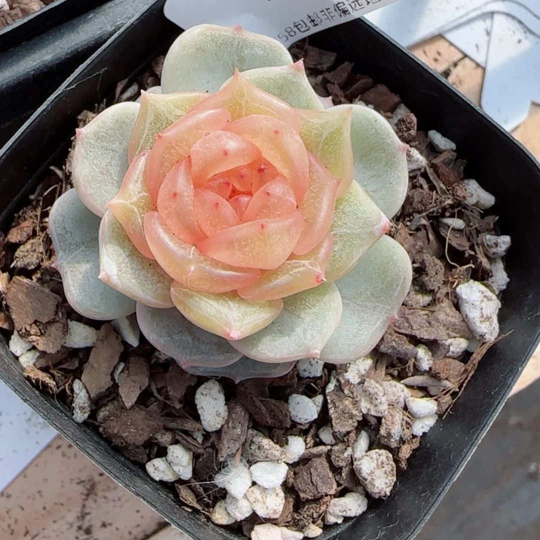 彩恋，3630多肉植物