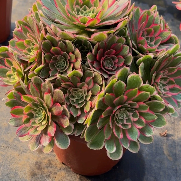 0000000000136孔雀翎