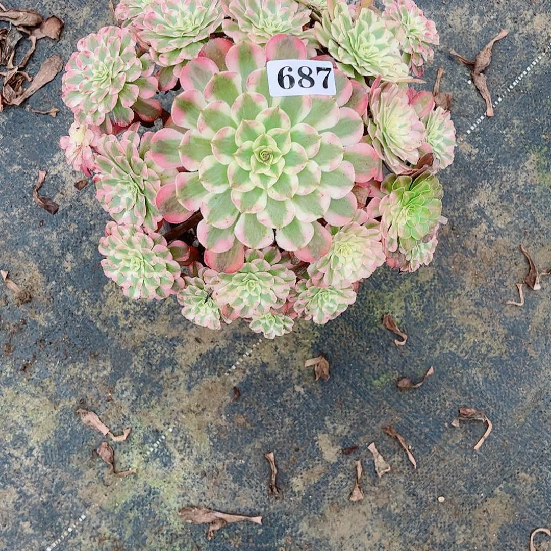 无花朵多肉植物687