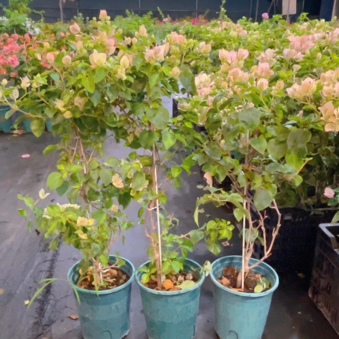 当前无花栽培后可以开花暗斑五宝一颗