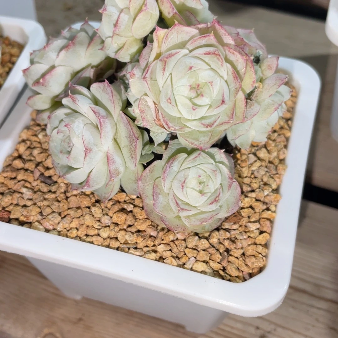 1214白底蕾丝边女王