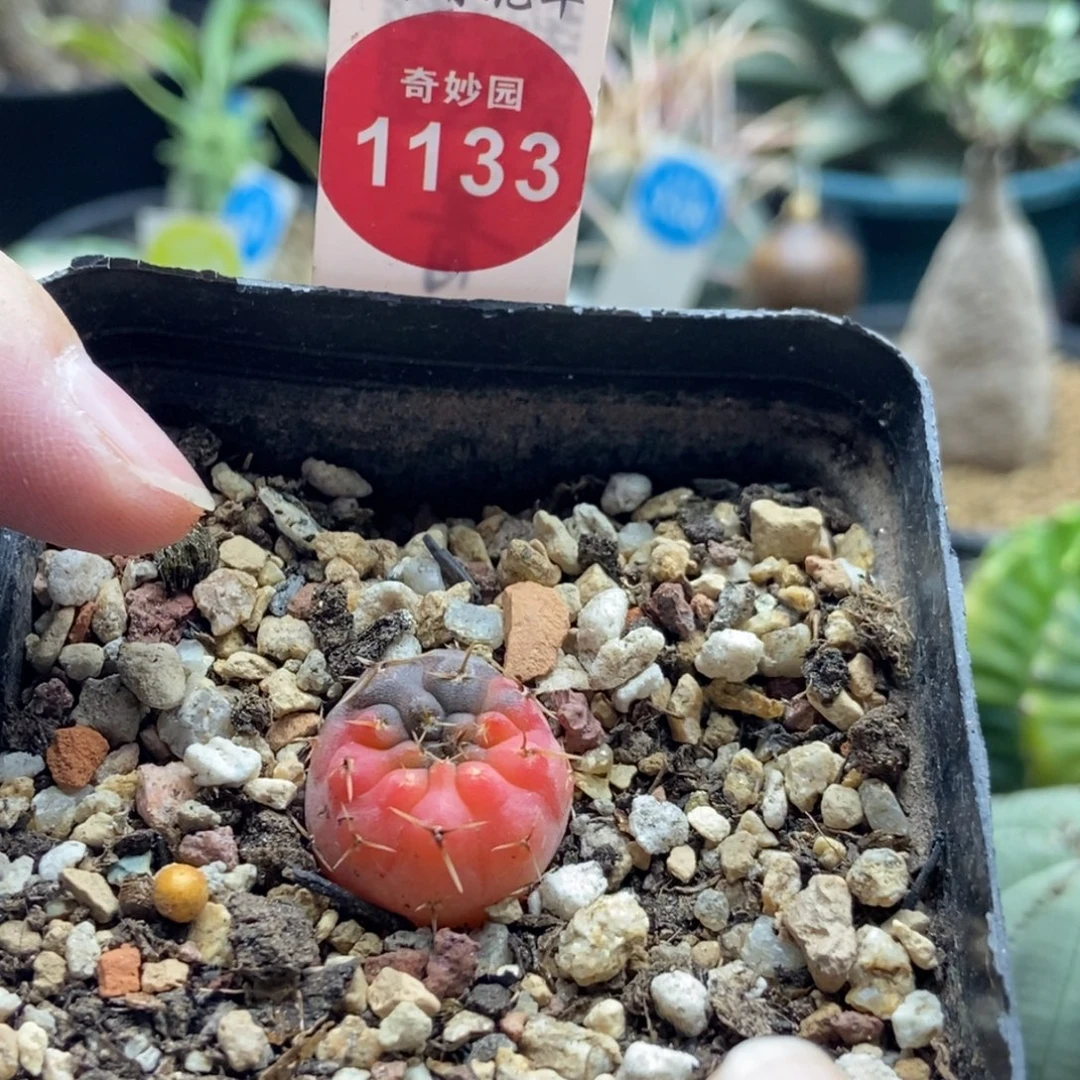 实生怪龙丸锦1.9cm一棵仙人球