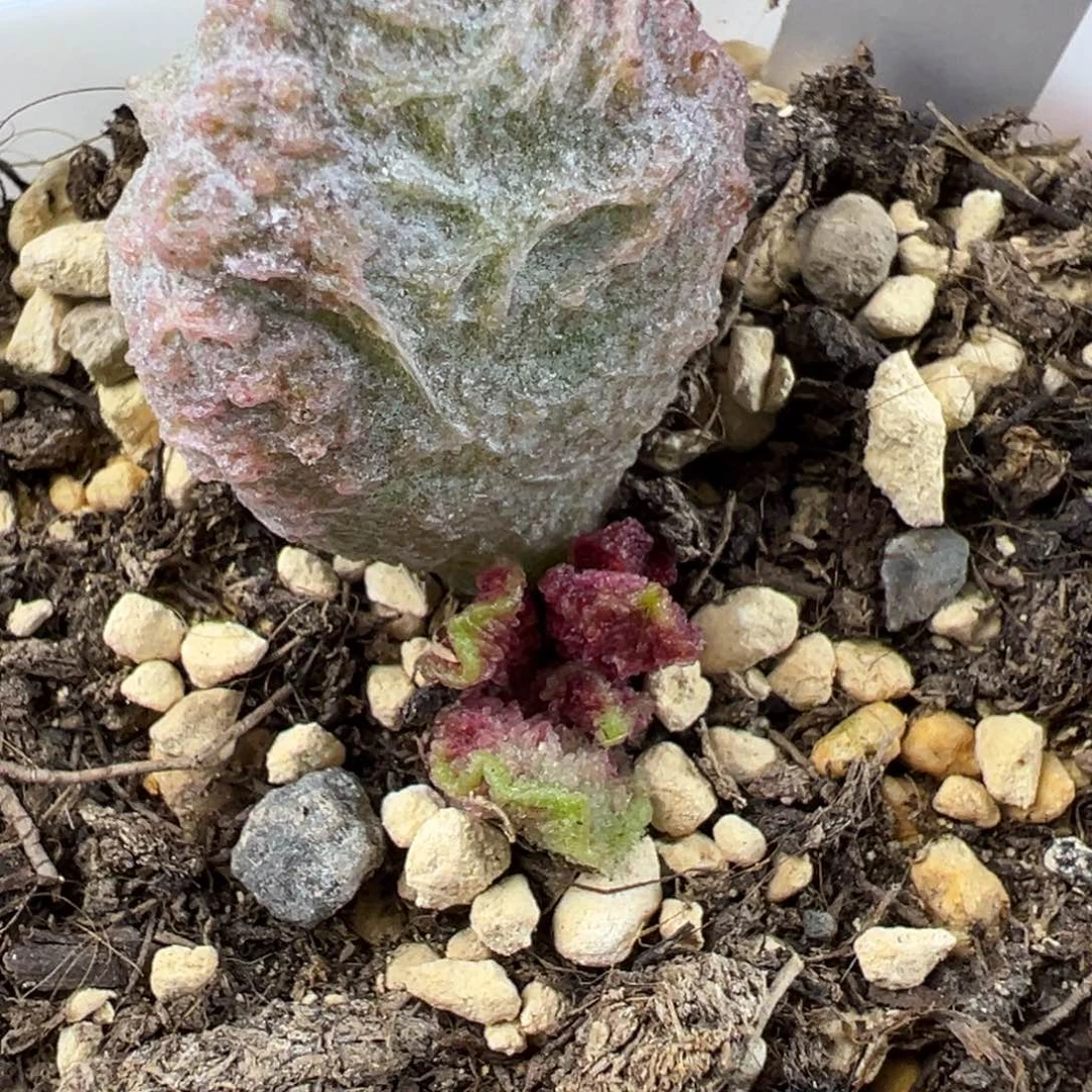 大鱼海棠多肉植物水泡