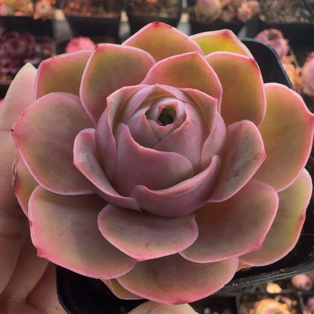 莯*杳L344半城玫瑰魅影