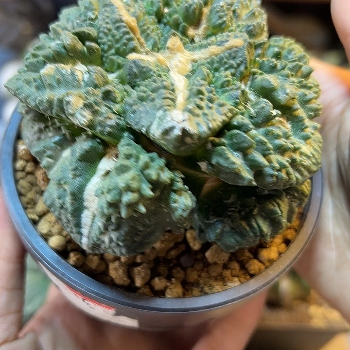 47号自根哥斯拉怒涛9公分