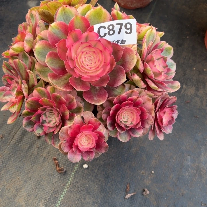 瑞妈，。。。。。。879荔枝，