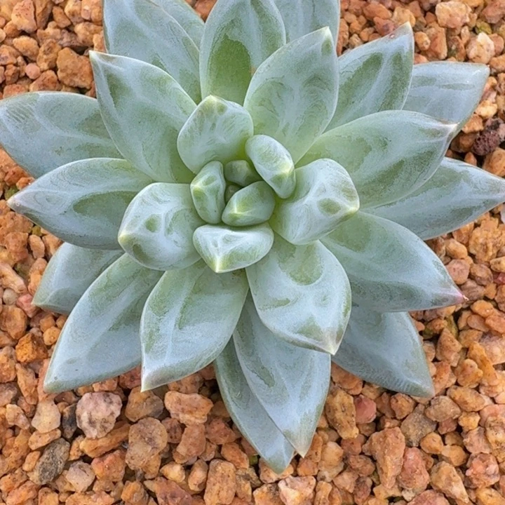 维斯特曼209多肉植物