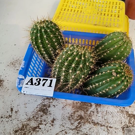 当前无花栽培后可以开花371