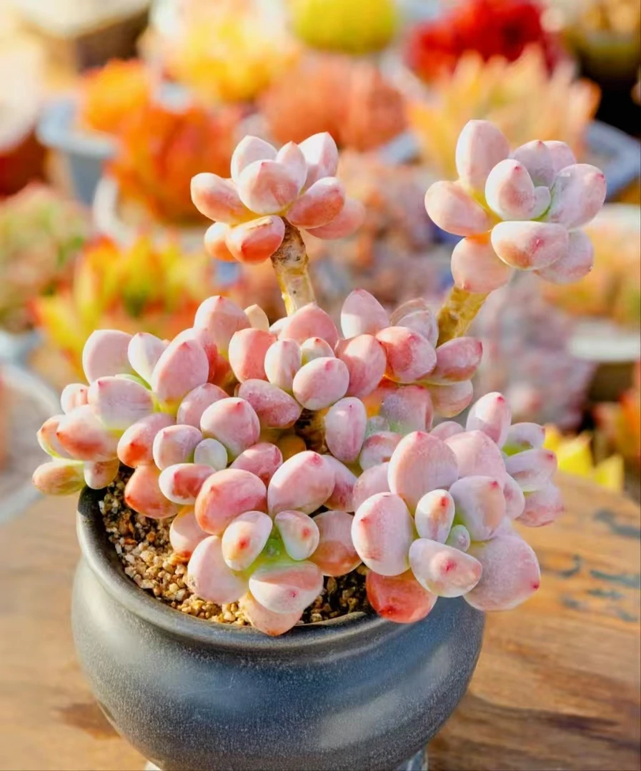 星月精品多肉集合链接 新手必备好看好养一单包邮