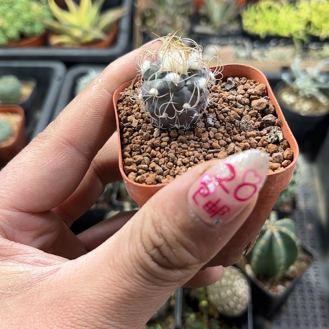 长城丸单头发货有根发货