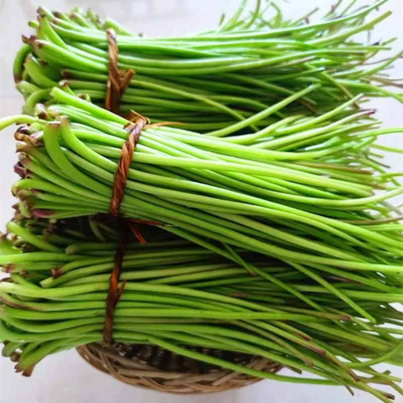 新鲜农家自种食用红薯叶红薯梗好吃当季蔬菜番薯叶带杆炒蒸凉调