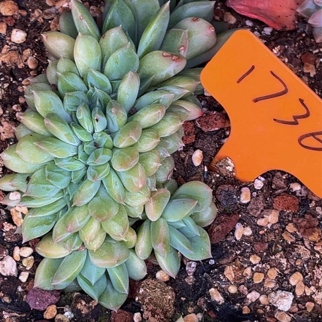 1736号晚上多肉植物群生多肉植物