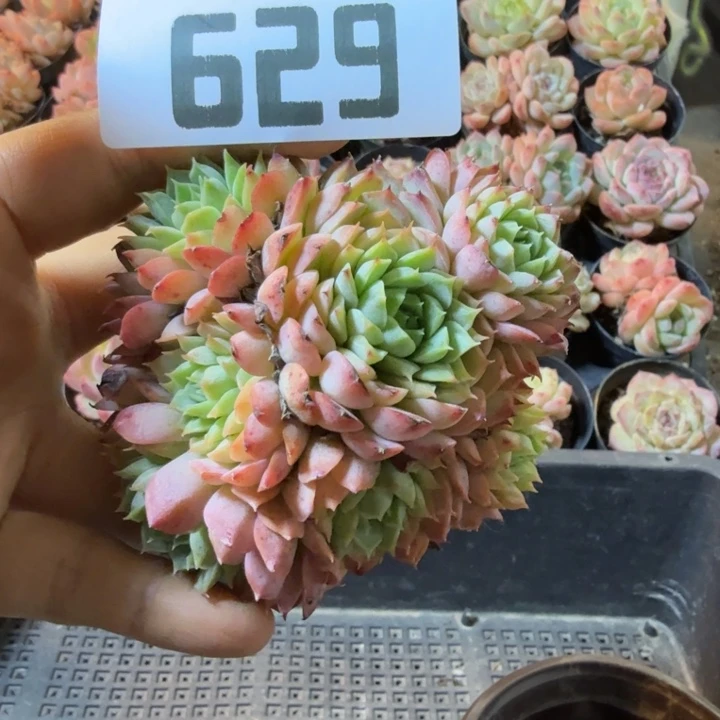 629.qqqqqqqqqqqq