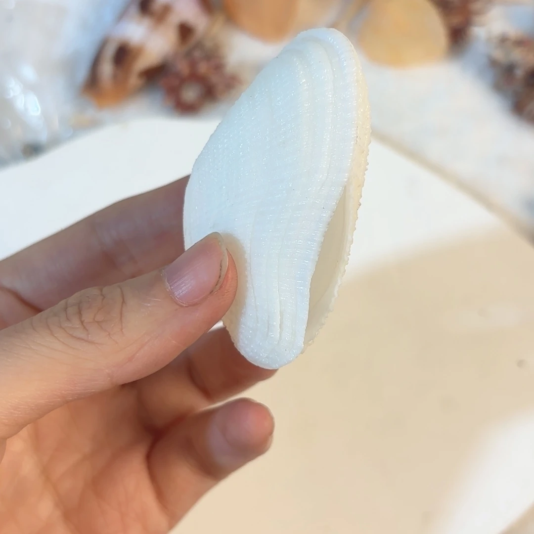 怜***怜天然海螺贝壳标本福利