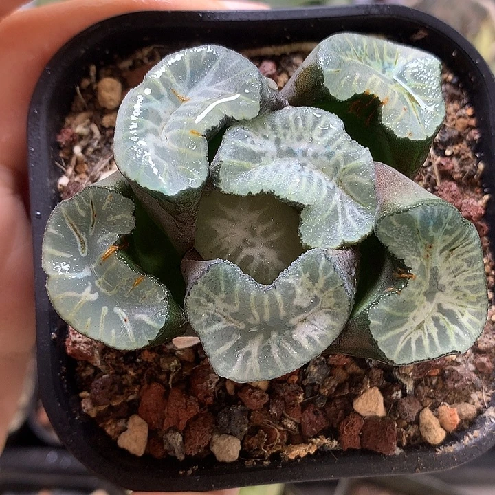 巨大化花菱带盆土法soux