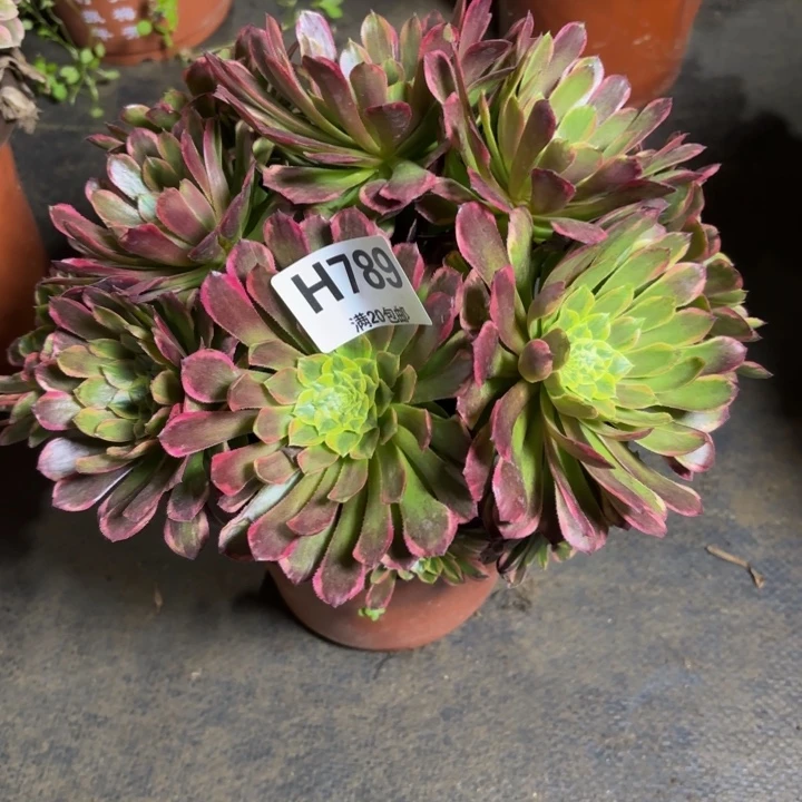 瑞妈，。。。。。。789朝霞，