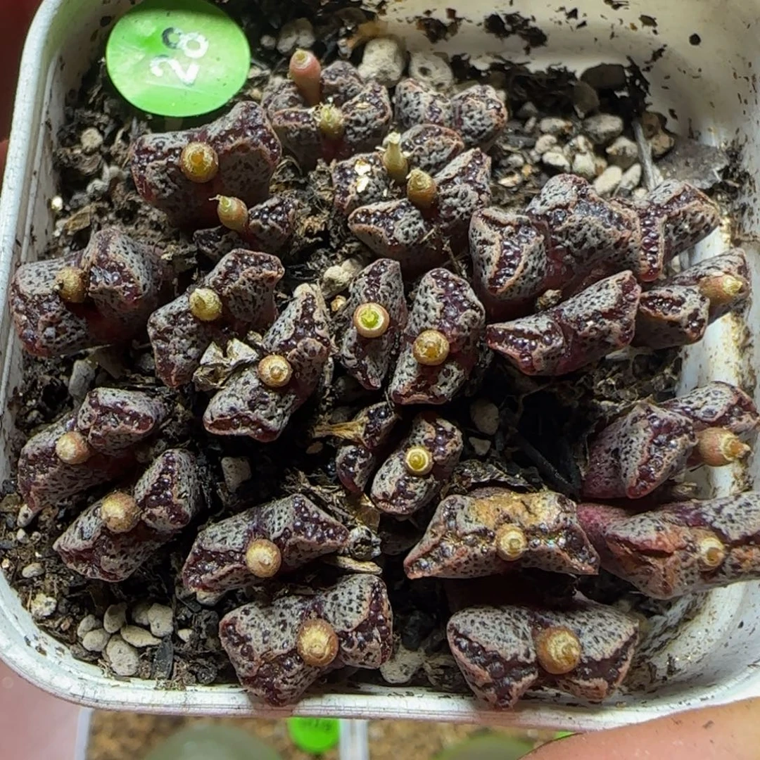 漂漂亮亮多肉植物28