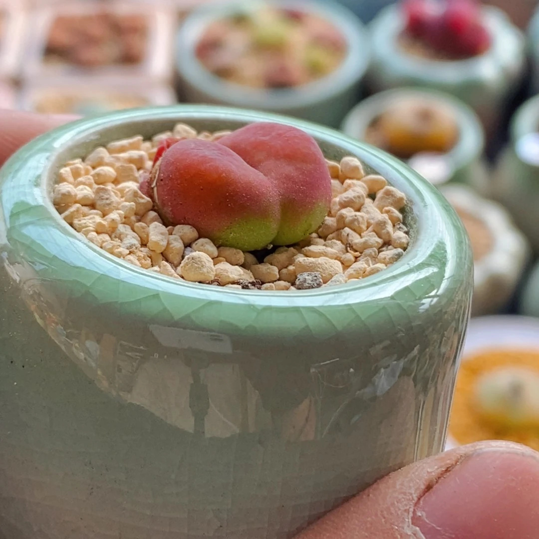 7535--一物一拍 带盆 蟠桃母本