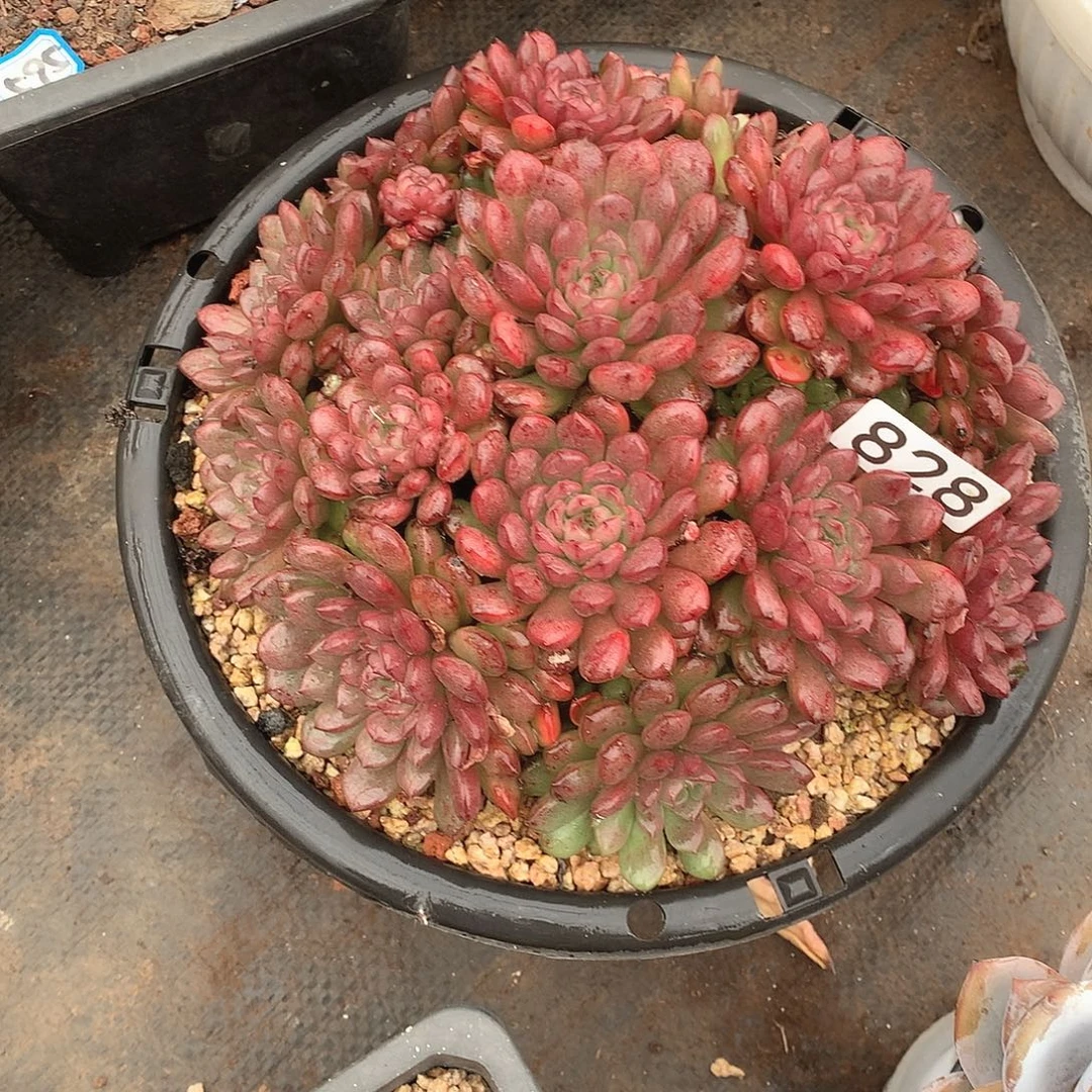 828红宝石 一物一拍多肉