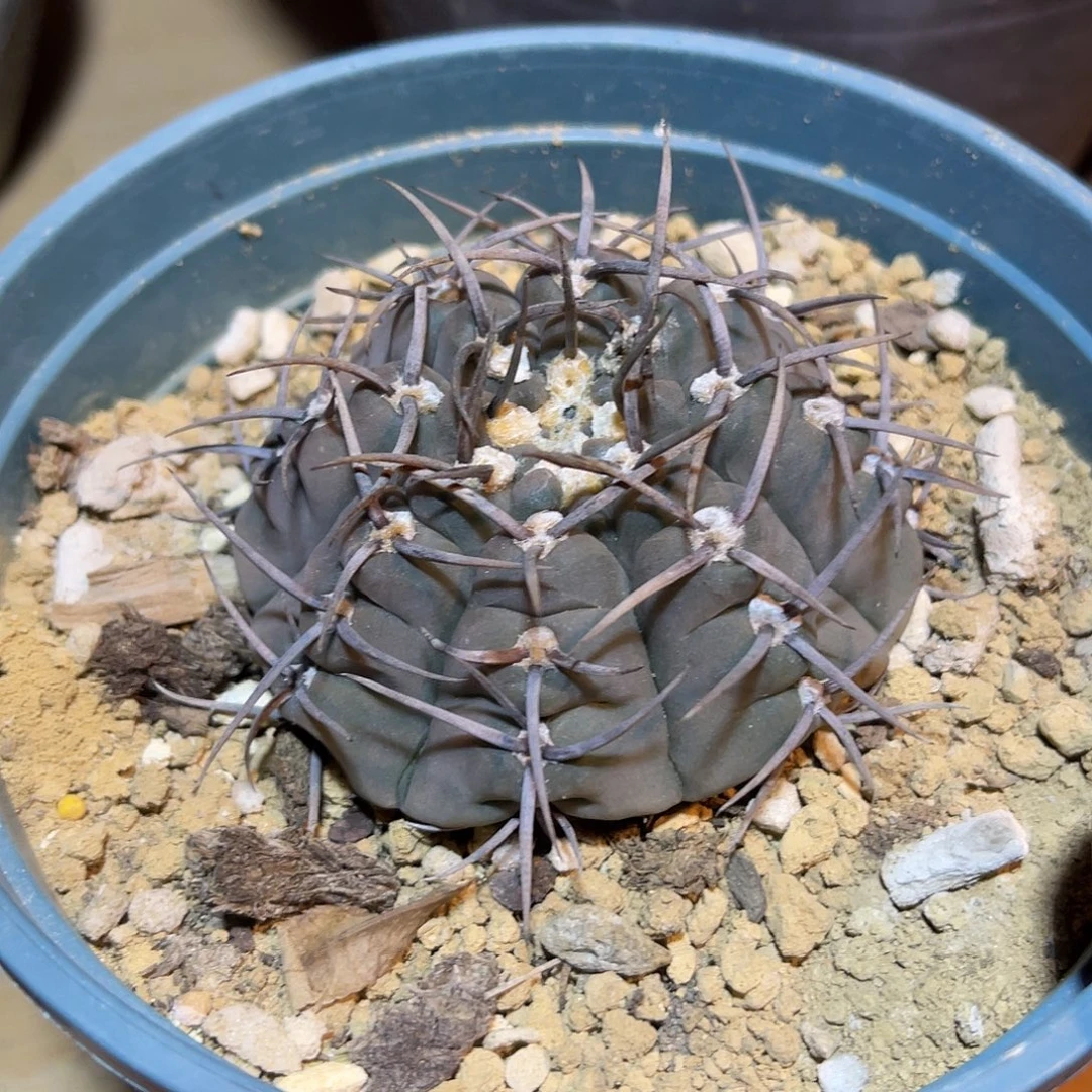 大尤龟甲豪刺仙人球