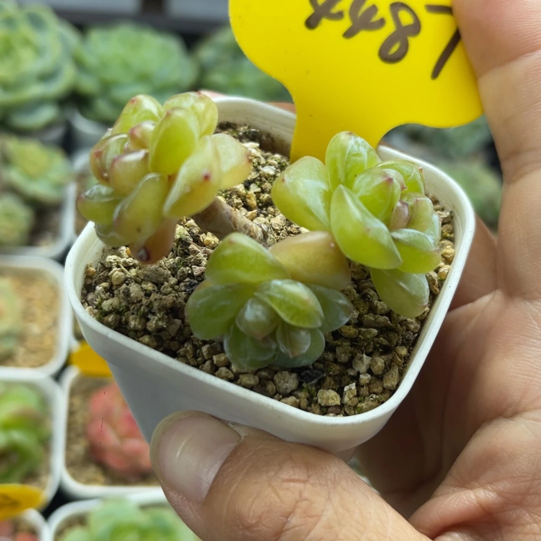 金雀珍妮3头飘支老桩4487