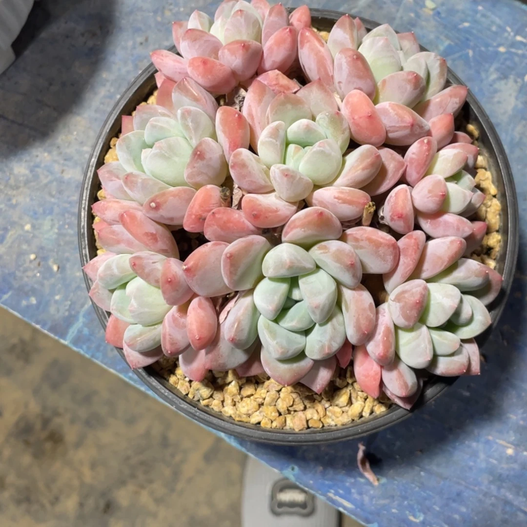 一物一拍中通快递