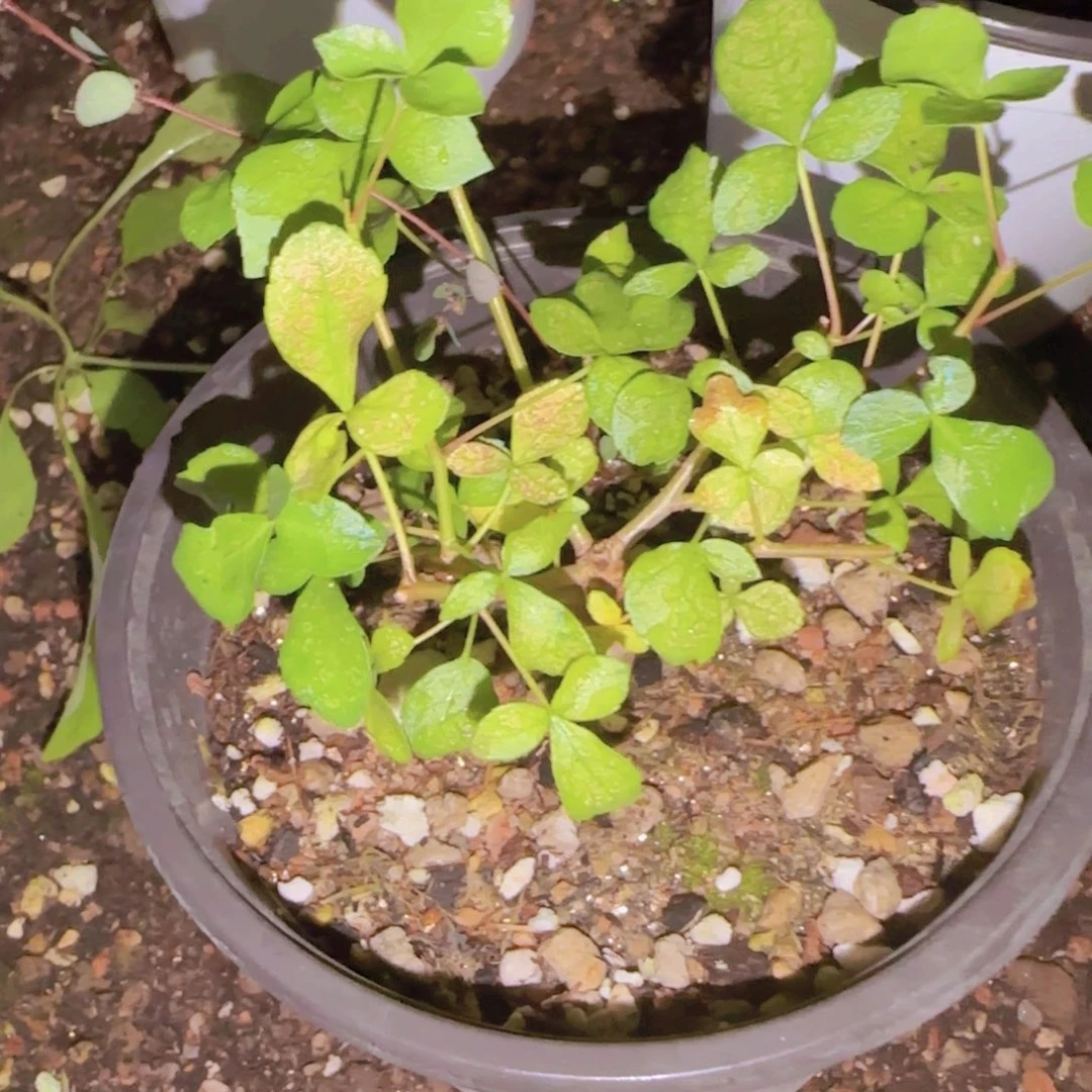 不***月块根植物块根植物