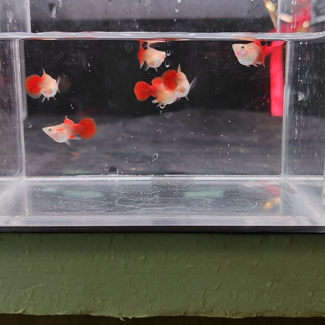 孔雀鱼编号31黄豹球