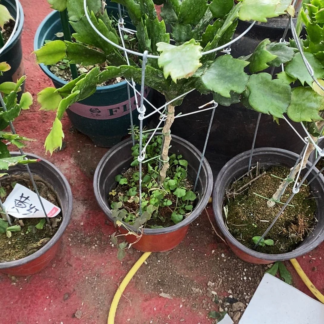 风***玲无花朵福利款蝗虫