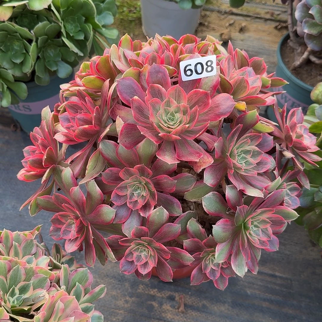 多肉植物浣纱608号