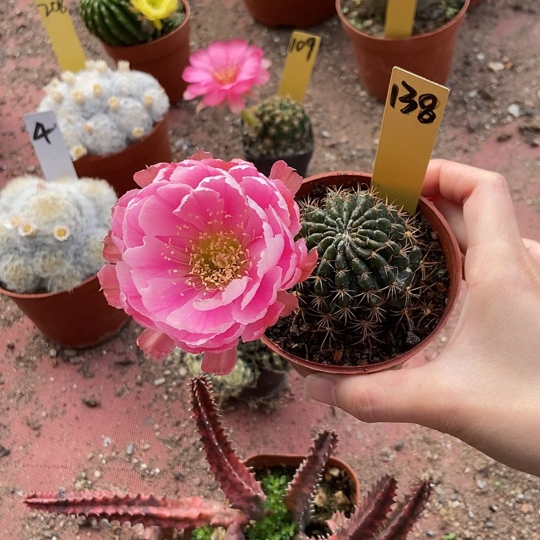 L33牡丹丽花仙人球138