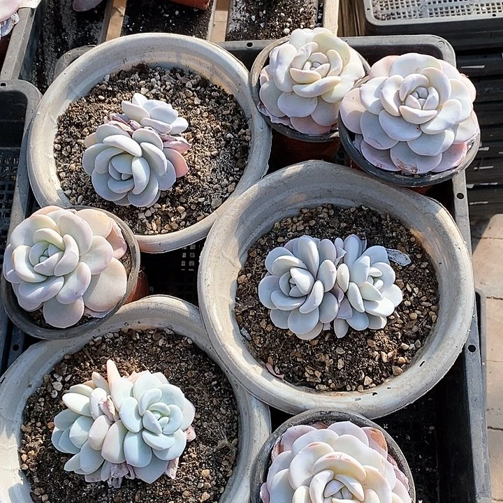 苹*醋8/82号一物一拍雪莲