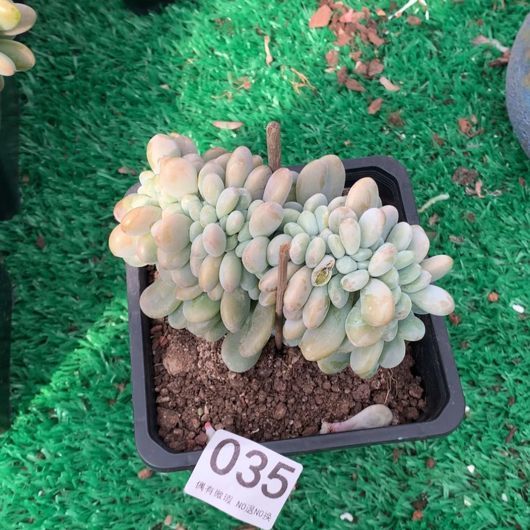 035洛神缀多肉植物