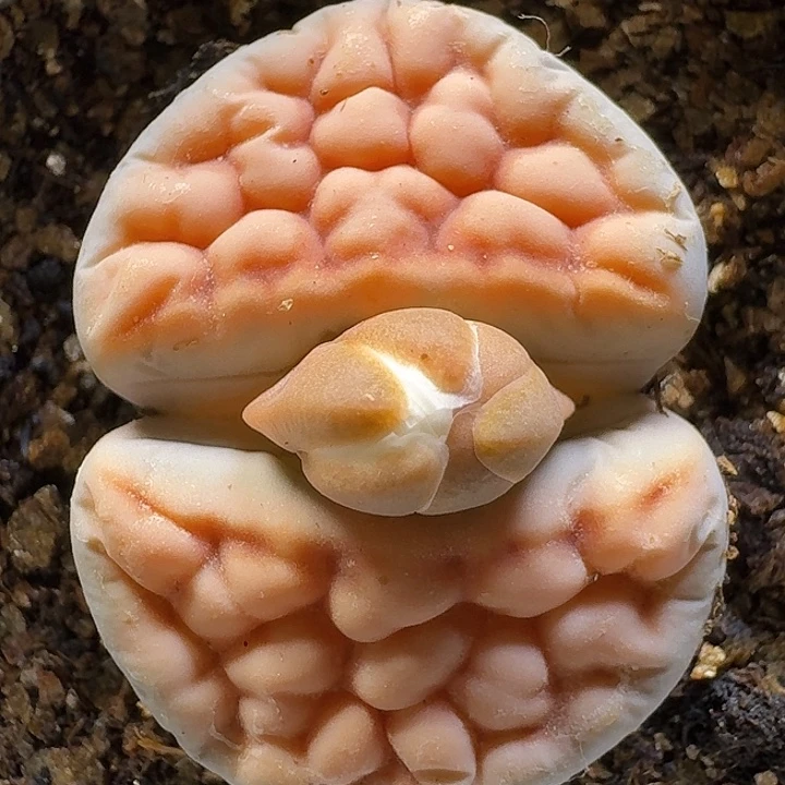 生石花111111。 183
