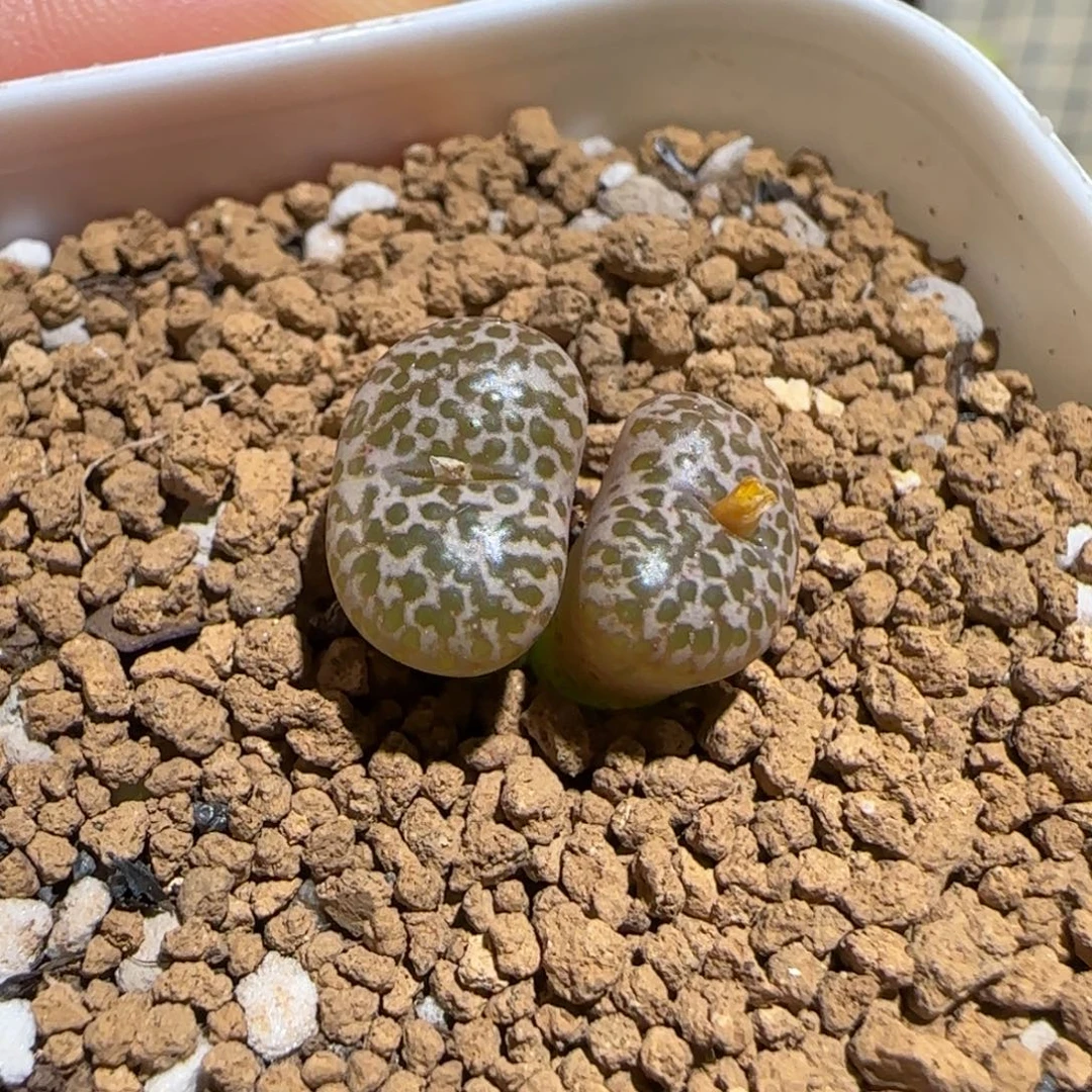 肉锥多肉植物组合-豹纹鸟1303