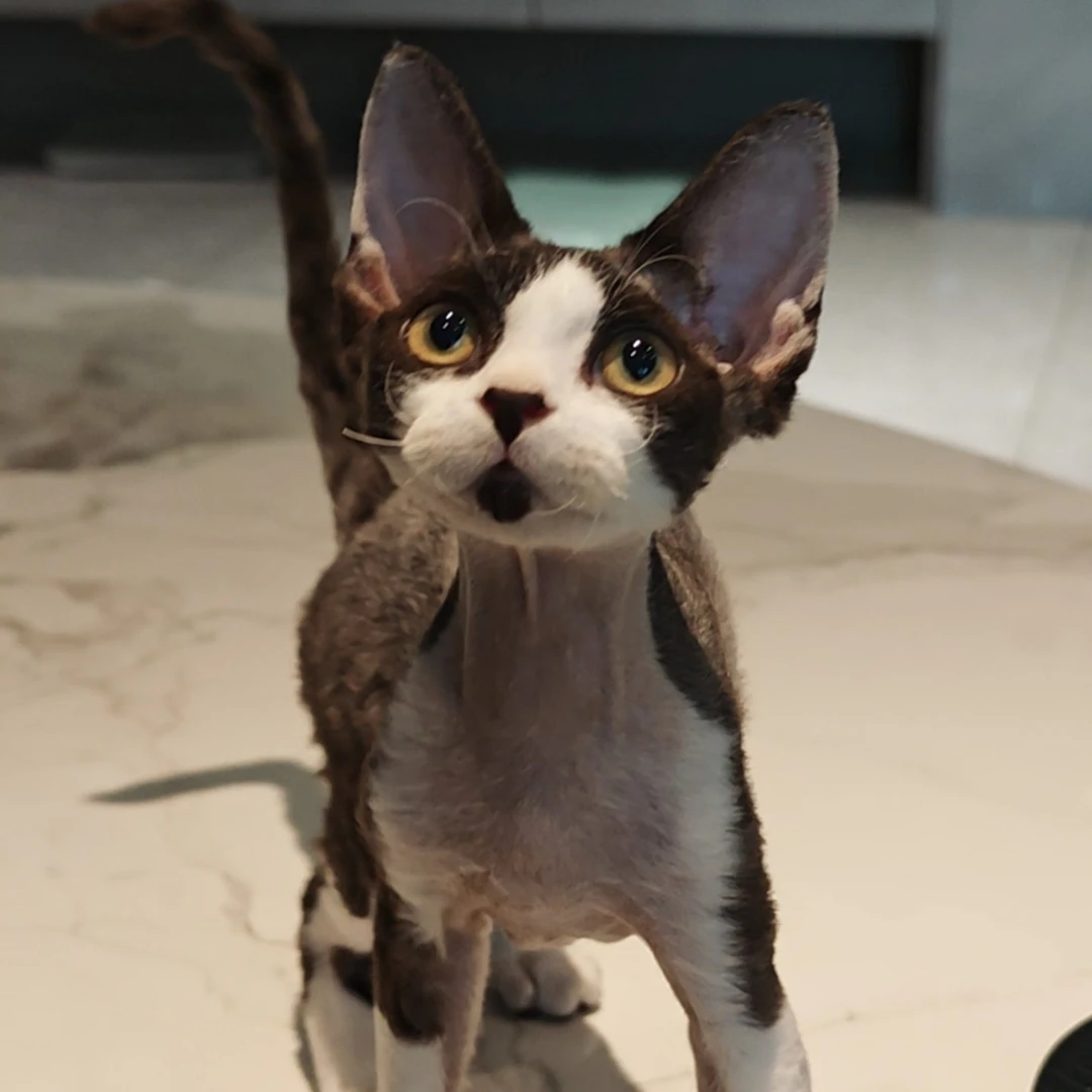 BW德文卷毛猫 黑白开脸弟弟