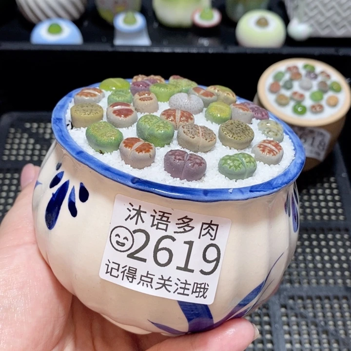 精美盆栽 一物一拍 2619