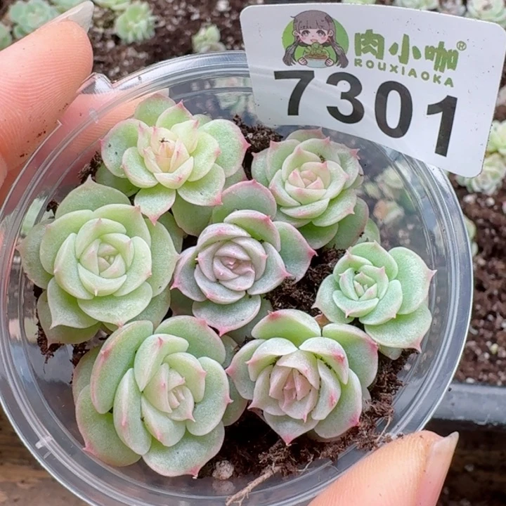 多肉植物多肉植物