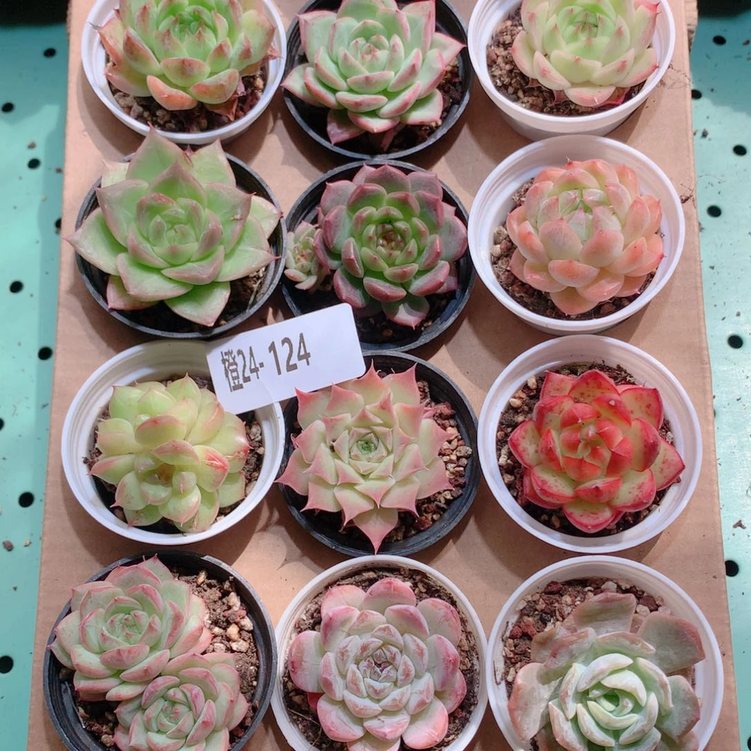 24-124一物一拍多肉带盆18颗