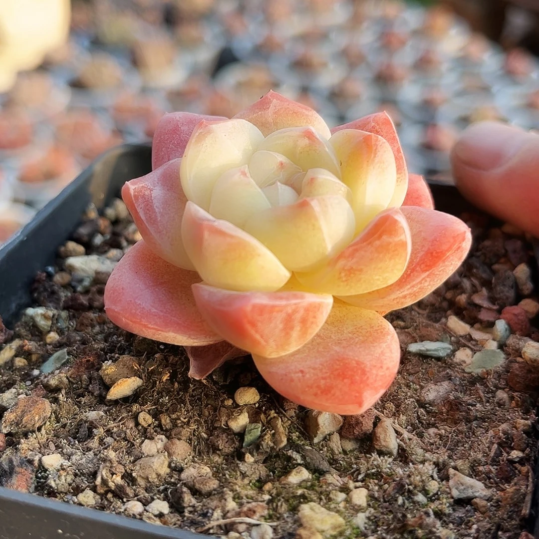 用***775多肉植物提取萃取剂中
