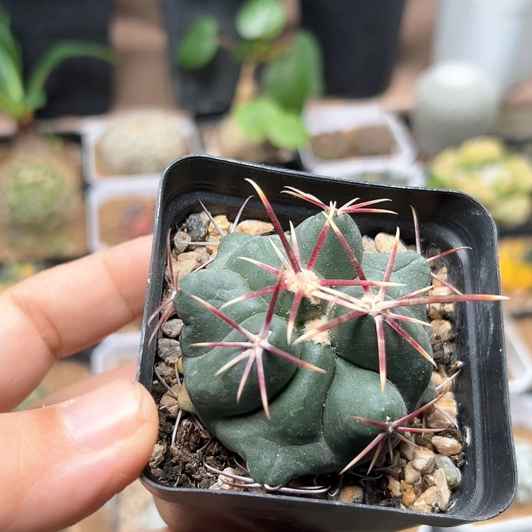 无花朵大尤大红鹰实生球一颗