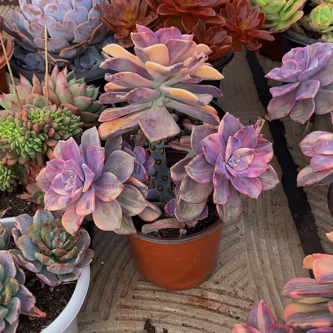 怕***冷48包邮一物一拍多肉植物