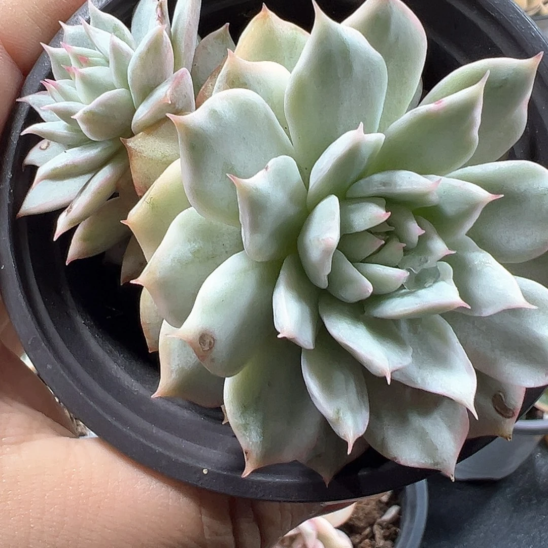 tp锦 小方花圃一物一拍