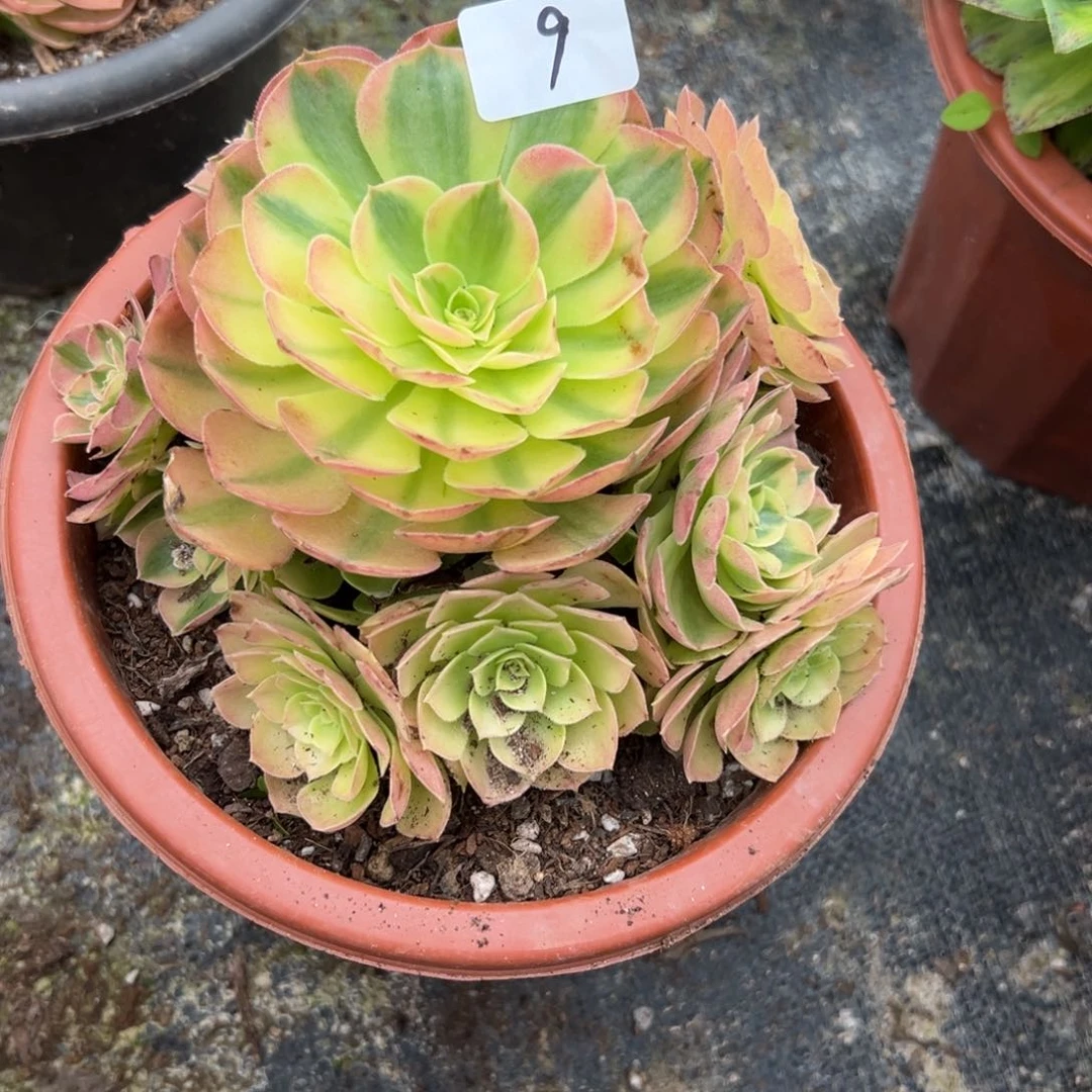 9轮回多肉植物系植物