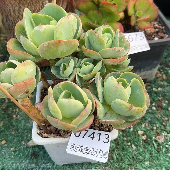 幸运的人会遇到你喜欢